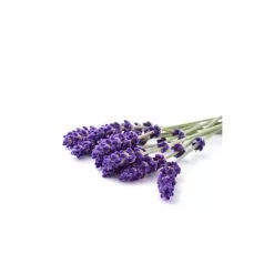 Fleurs De Lavande 200g Lavande De Drôme Provençale -Halloween Costumes Ventes fleurs de lavande sortie de ceremonie 250g lavande de drome provencale 2